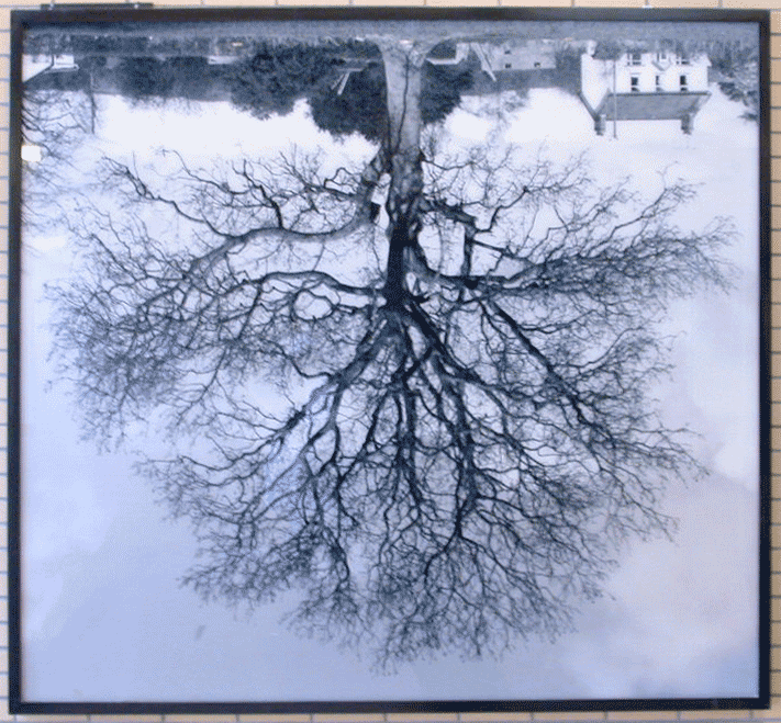 Photograph of a large defoliated oak, turned upside down.