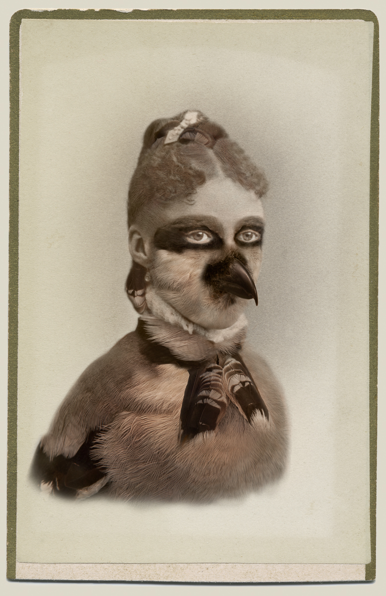 Manipulated photograph which combines the features of a Victorian woman and a Loggerhead Shrike